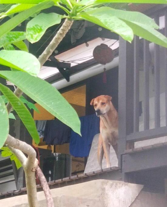 Kk Jungle Hideaway Lovely Apartment 5 Mins Walk To Town Kota Kinabalu Bagian luar foto